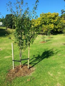 Fruit trees Grey Lynn park